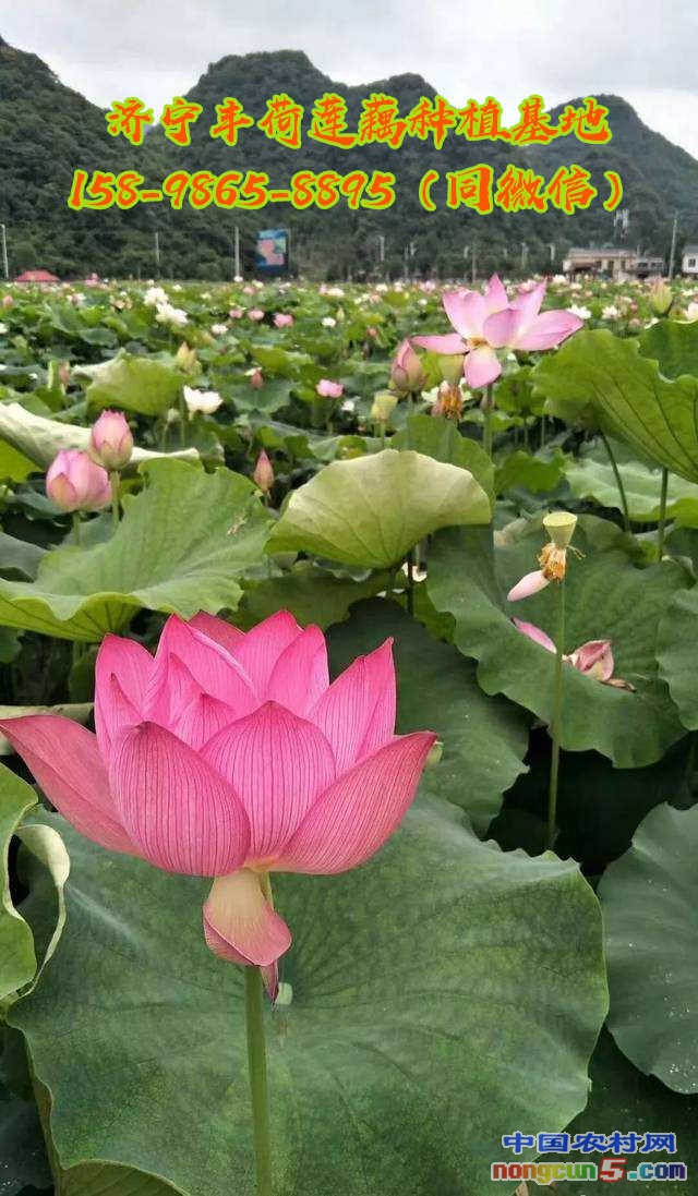 綠化荷花苗