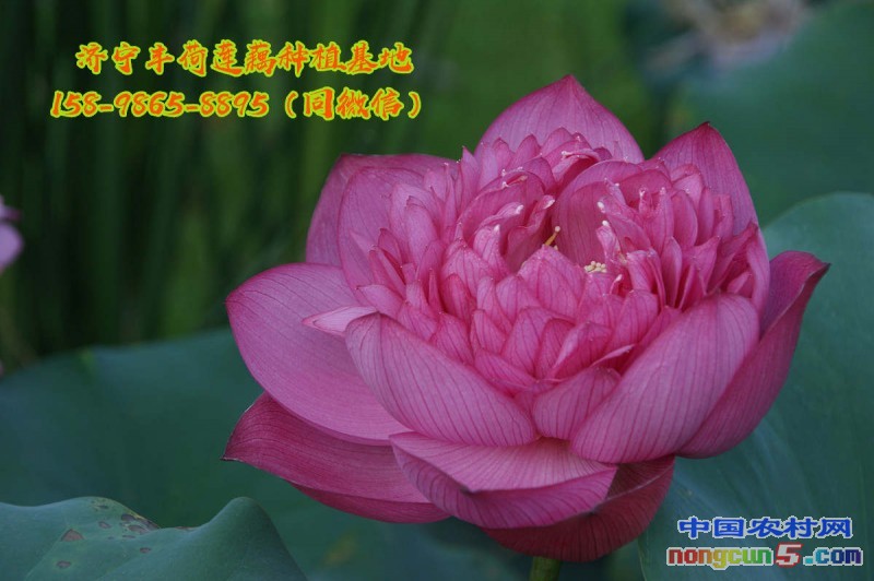 荷花苗哪里有