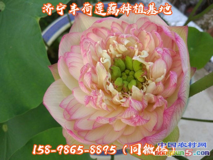荷花苗哪里有