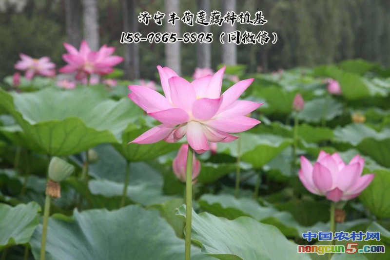 荷花種苗有什么顏色