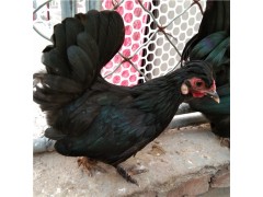 元寶雞品種 元寶雞種蛋 元寶雞飼養(yǎng)法