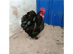 現(xiàn)在白色元元寶雞苗新價格