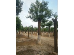 張家界18公分合歡樹(shù)基地提供多種苗木