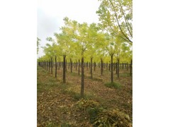 浙江25公分合歡樹基地專業(yè)種植苗木