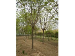 山東30公分國槐基地大量精品苗木供應