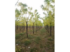 淄博5公分國(guó)槐基地種植數(shù)量800畝