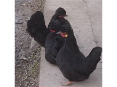 元寶雞養(yǎng)殖元寶雞品種純種