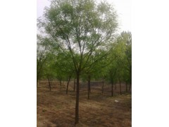 福建25皂角樹基地現(xiàn)代化種植
