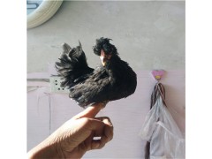 黑色元寶雞多少錢一只