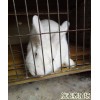 山东较大的养兔基地 -济宁市航泰肉兔养殖场