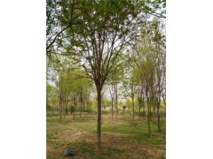 長(zhǎng)沙12公分白蠟基地大量精品苗木供應(yīng)