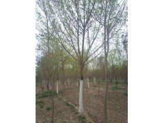 益陽(yáng)8公分白蠟基地種植數(shù)量800畝