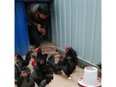 元寶雞能吃嗎 元寶雞新圖片