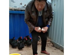 成年元寶雞多少錢(qián)一只 剛出蛋殼元寶雞價(jià)格