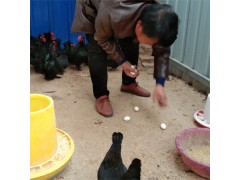漂亮的元寶雞價格 貴妃雞苗 元寶雞苗多少錢一只