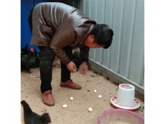 元寶雞漂亮迷人 元寶雞苗養(yǎng)殖場(chǎng)