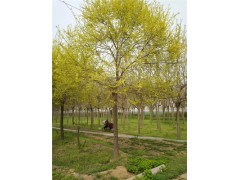 菏澤5公分法桐基地專業(yè)種植苗木