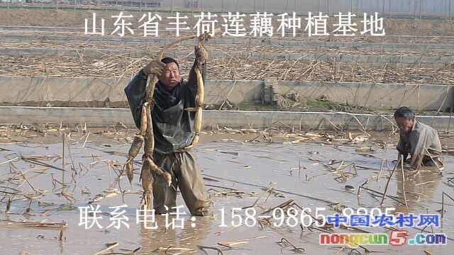 蓮藕種子多少錢一顆