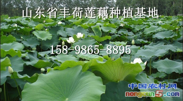 淺水蓮藕種苗