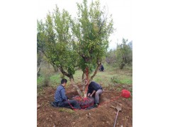 云南25公分皂角樹基地大規(guī)模種植