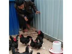 翻毛元寶雞價格