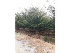 洛陽60公分皂角樹基地大量精品苗木供應(yīng)
