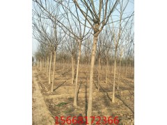 國槐價格8公分 ，10公分國槐，12公分國槐樹價格報價多少錢
