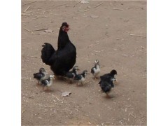 元寶小雞苗養(yǎng)殖技術 2019年致富熱門