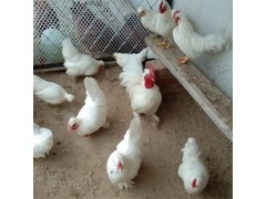 觀賞元寶雞雞苗便宜處理
