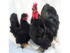 元寶雞的飼養(yǎng)方法的繁殖管理