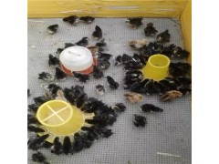 元寶雞自然繁殖 元寶雞繁殖
