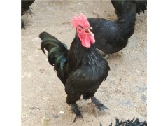 純種元寶雞圖片大全 成年元寶雞幾個月下蛋