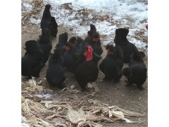 觀賞雞毛雞價格新行情 肉雞價格行情