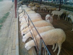 波尔山羊多少钱 波尔山羊种羊多少钱