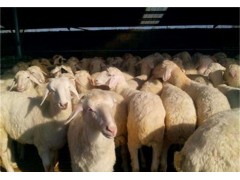 波尔山羊价格目前价格纯种波尔山羊羊苗价格
