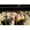白山羊價格多少錢一斤 白山羊收購多少錢一斤