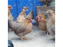 招財(cái)雞苗多少錢(qián)一只