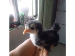 觀賞雞公雞與母雞的價格
