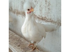 元寶雞的品種質量 元寶雞苗多少錢一只