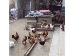 觀賞雞圖片觀賞雞圖片大全
