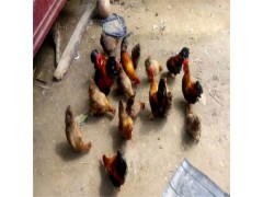 袖珍雞品種大全觀賞雞品種