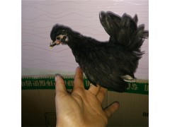 哪里出售成品觀賞雞 元寶雞長(zhǎng)尾雞價(jià)格