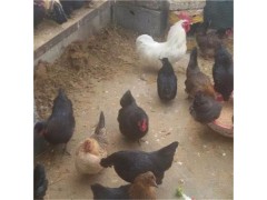 小雞苗多少錢一只元寶雞苗多少錢一只