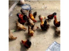 元寶雞多少錢一只元寶雞苗價(jià)格