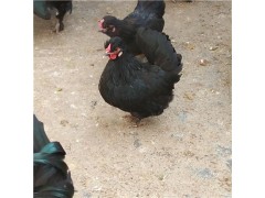 小元寶雞圖片元寶雞一對(duì)