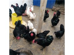 成年元寶雞多少錢(qián)一只 適合家養(yǎng)觀賞雞品種