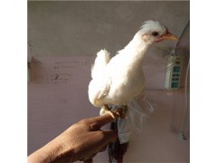 元寶雞出售元寶雞種雞出售