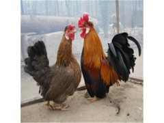 元寶雞苗價(jià)格元寶雞苗圖片元寶雞苗批發(fā)哪里有小雞苗