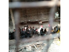 元寶雞能活多久黑元寶雞多少錢一只
