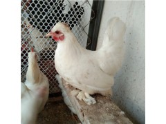元寶雞的營養(yǎng)價值